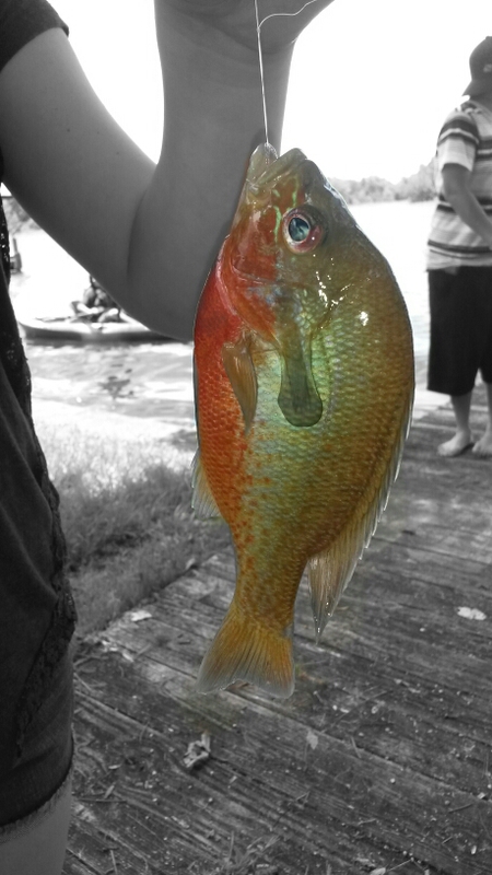 A photo of white noise's catch