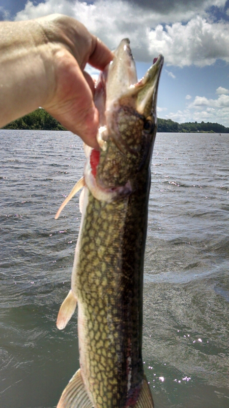 Fishidy