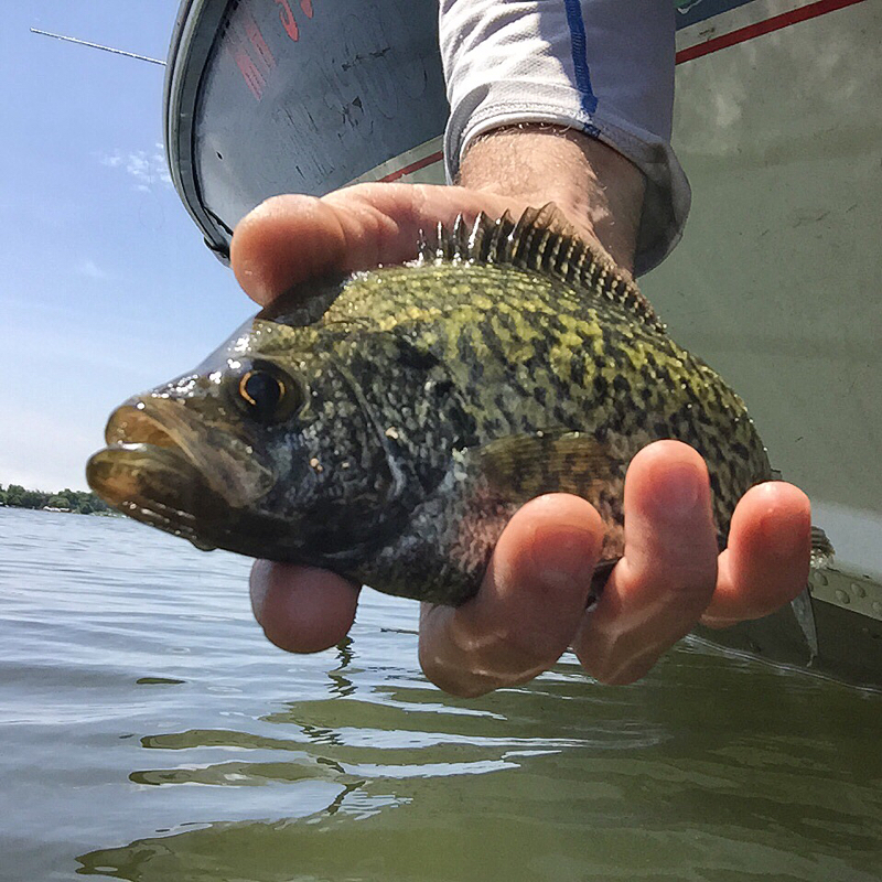 A photo of Nicholas Cox's catch