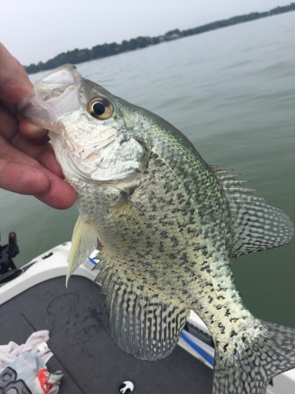A photo of James Andrzejewski 's catch