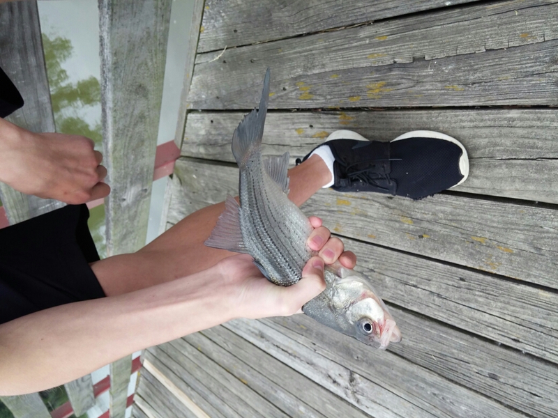 A photo of Randy Peslar 's catch