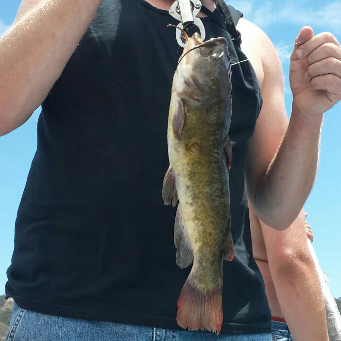 A photo of Tom McBrinn's catch