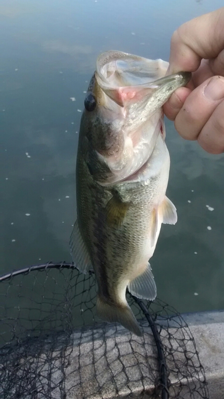 A photo of jim bell's catch