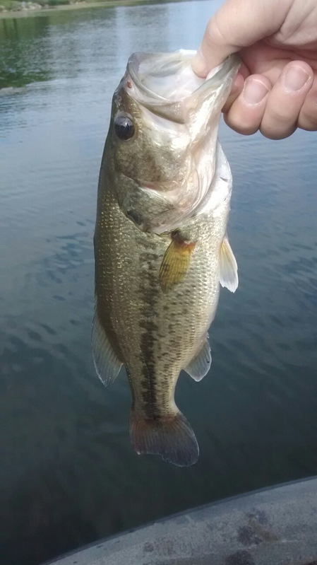 A photo of jim bell's catch
