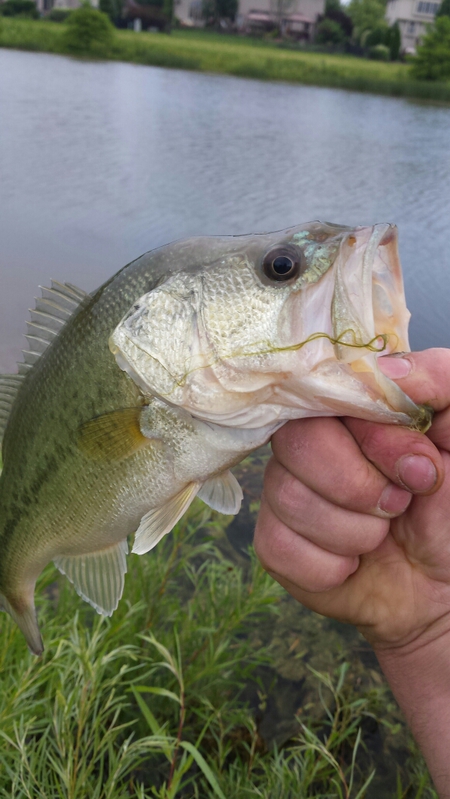 A photo of mike baumgarten's catch