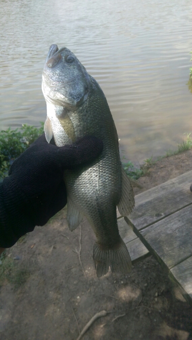 A photo of Michael sapeg's catch