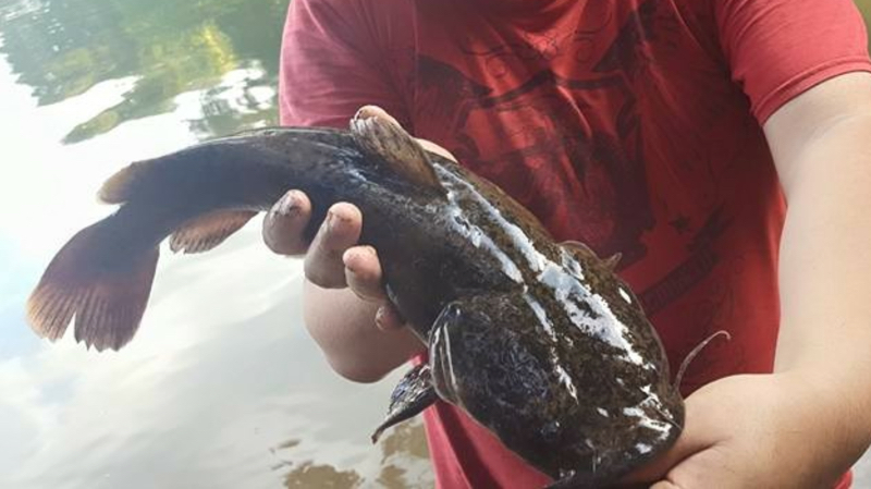 A photo of Andy  Lobos's catch