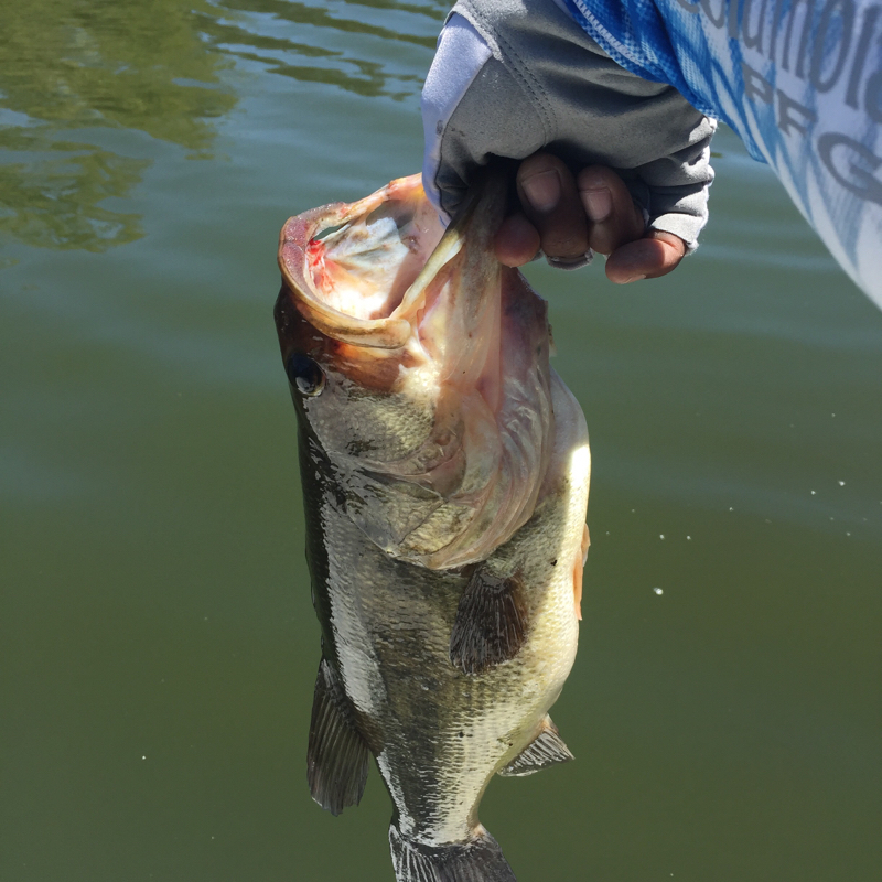 A photo of shannon peters's catch
