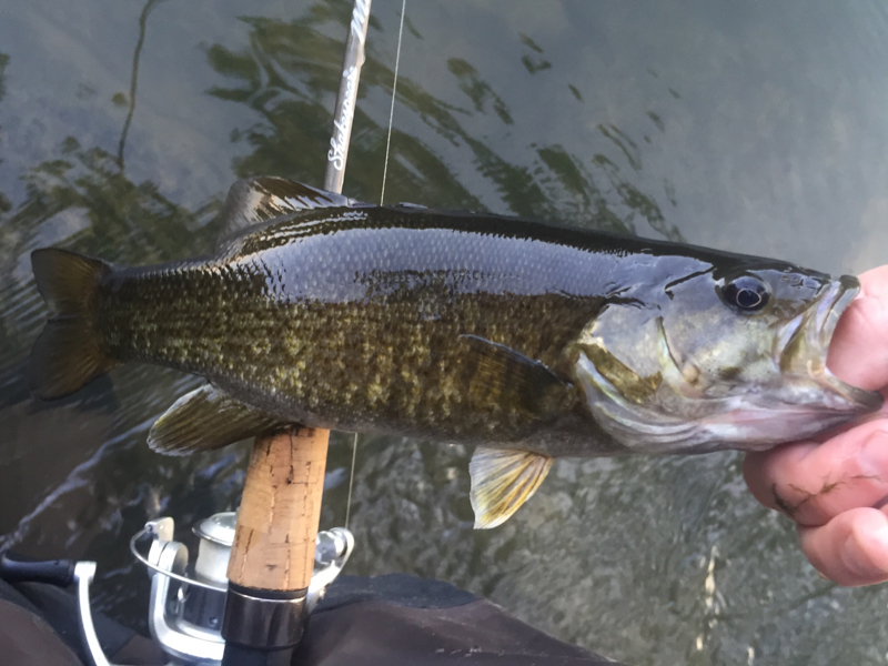 A photo of Aaron Mears's catch