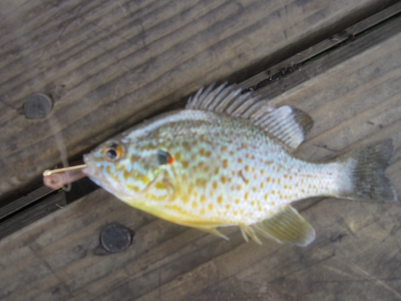 A photo of Justin Baustert's catch