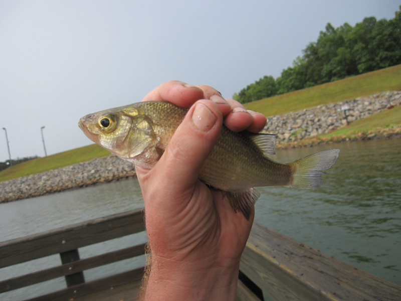 A photo of Justin Baustert's catch
