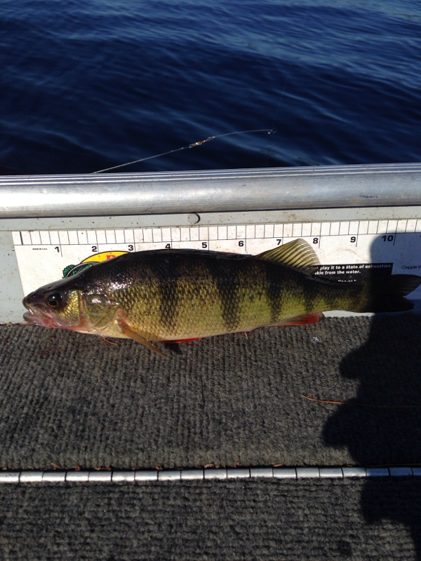 caught-a-yellow-perch-on-great-sacandaga-lake-using-a-crawler-harness