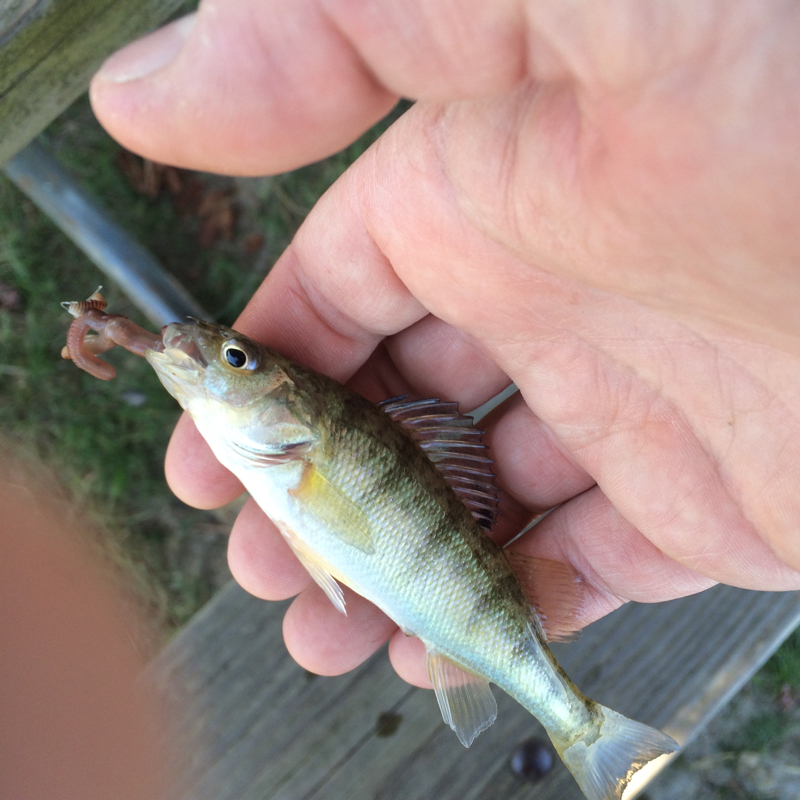 A photo of Justin Dill's catch