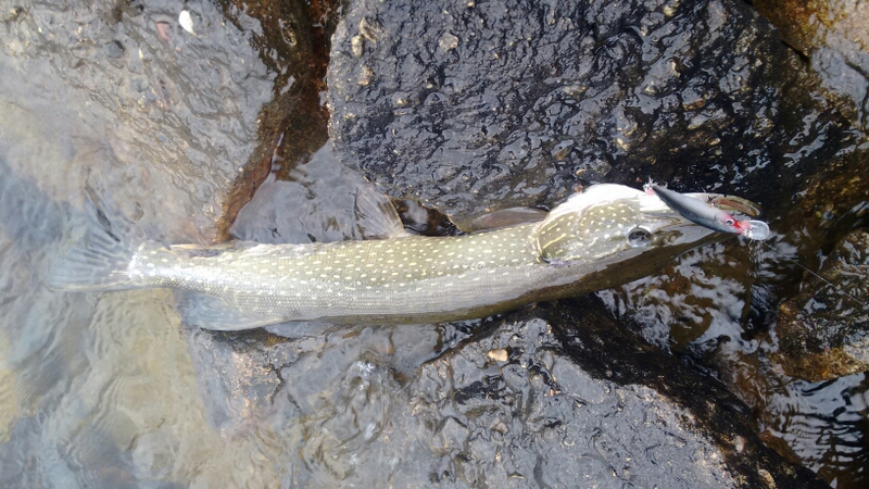 A photo of Jesse Piontek's catch