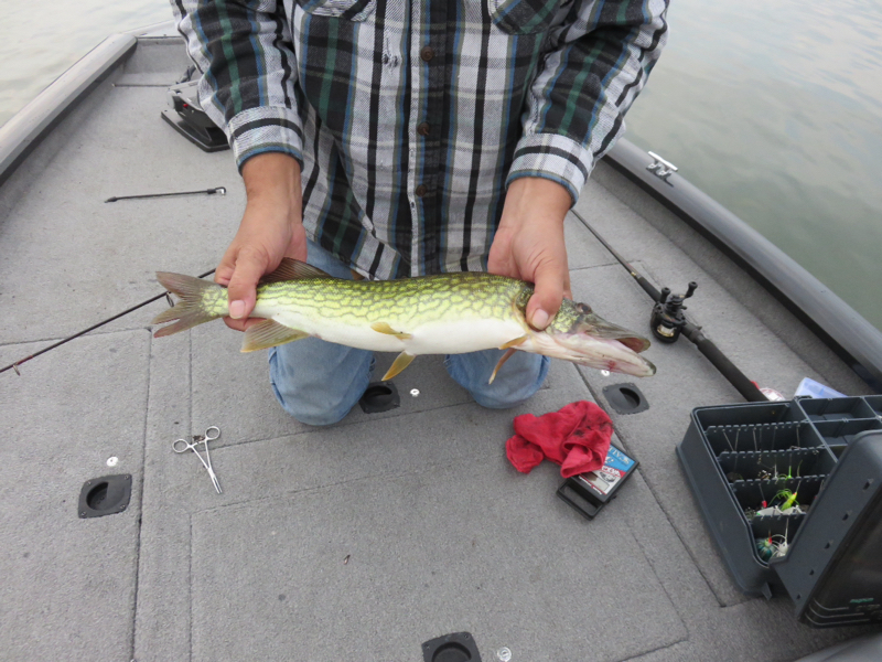 A photo of Greg Shevchuck's catch