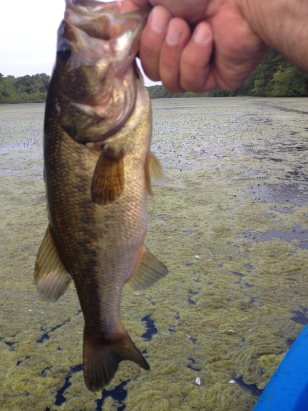 A photo of Richard Ranieri's catch