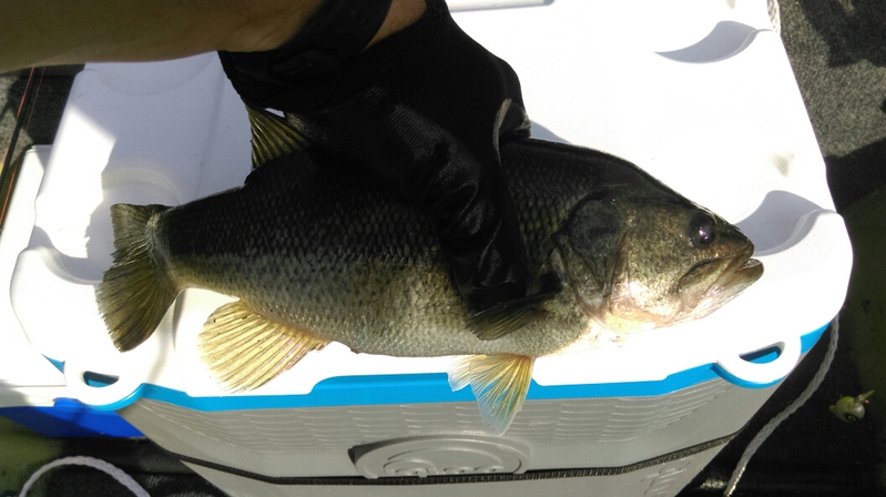 A photo of Troy Dalton's catch