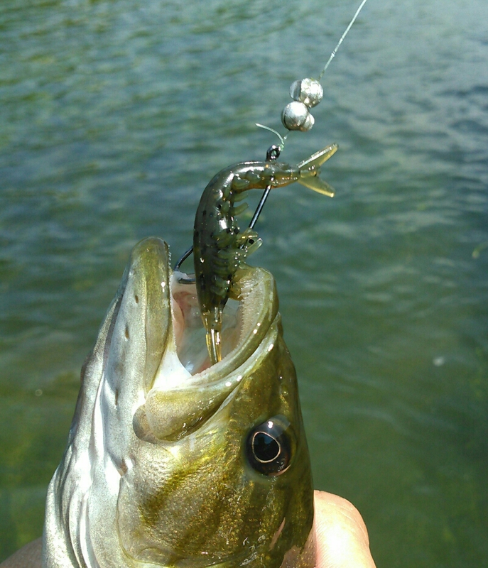 A photo of Scott B's catch