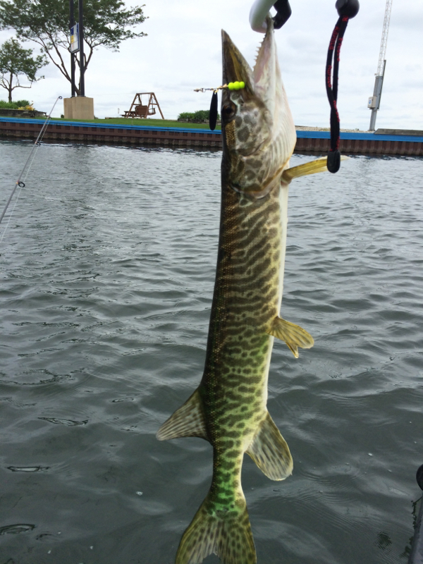 A photo of Kris Bottini's catch