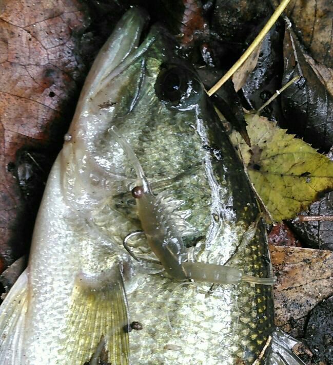 A photo of Scott B's catch