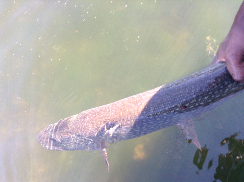 A photo of Chon Phinisee's catch