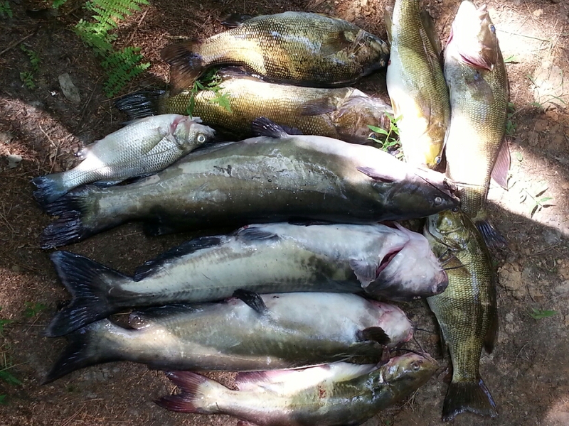 Caught a catfish and smallies on Beltzville Lake
