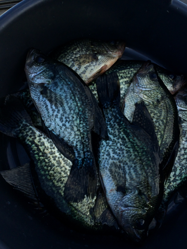 A photo of Gene Jackson's catch