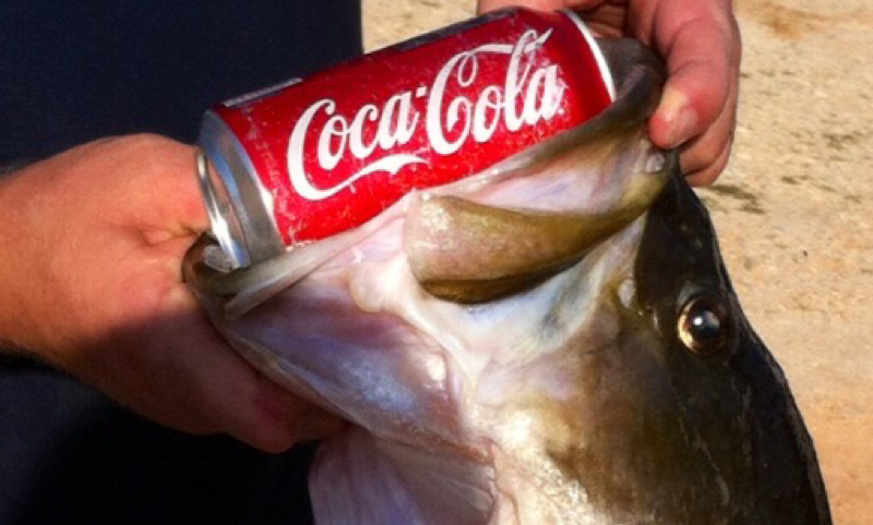 A photo of Justin Strickland's catch