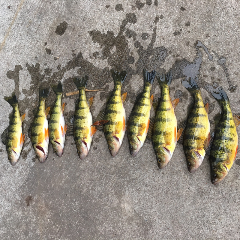 A photo of Nick Hearn's catch