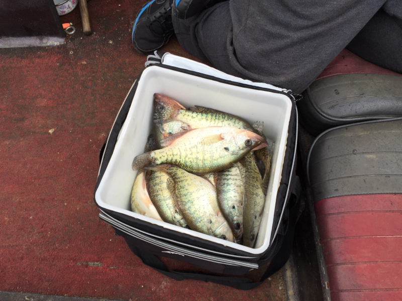 A photo of Tone H's catch