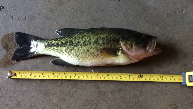 A photo of Justin Sigerud 's catch