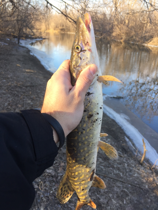 A photo of Andrew Feller's catch