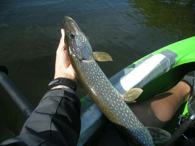 A photo of Elijah  faber's catch