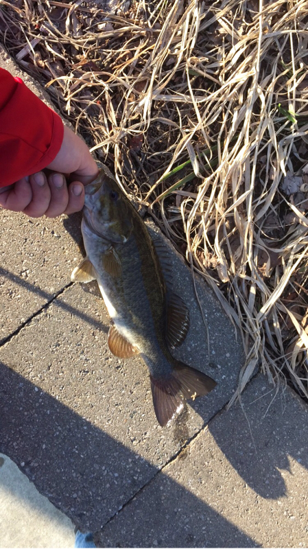 A photo of David Gustafson's catch
