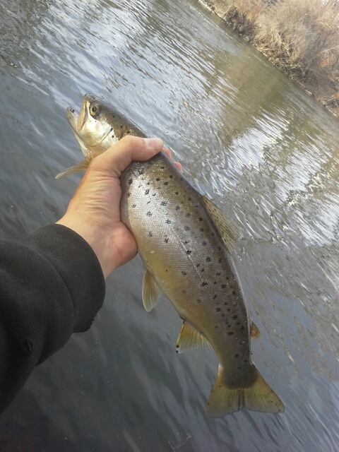 A photo of Mike P's catch