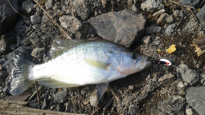 A photo of Bob G's catch