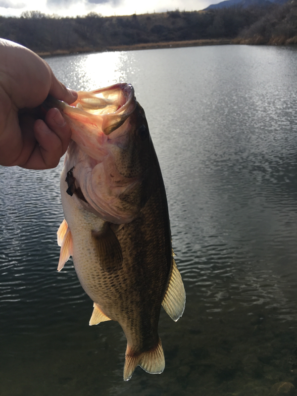 A photo of Frankie Maldonado's catch