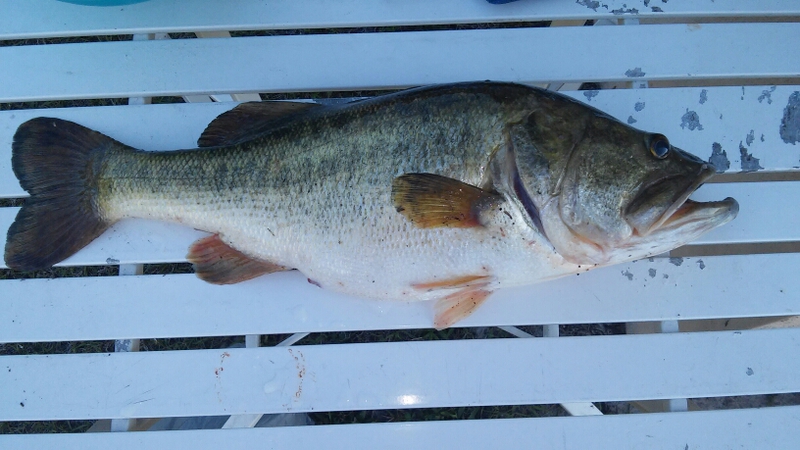 A photo of james  barnes 's catch