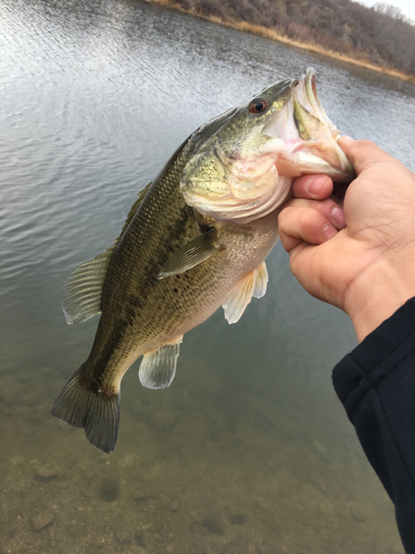 A photo of Frankie Maldonado's catch