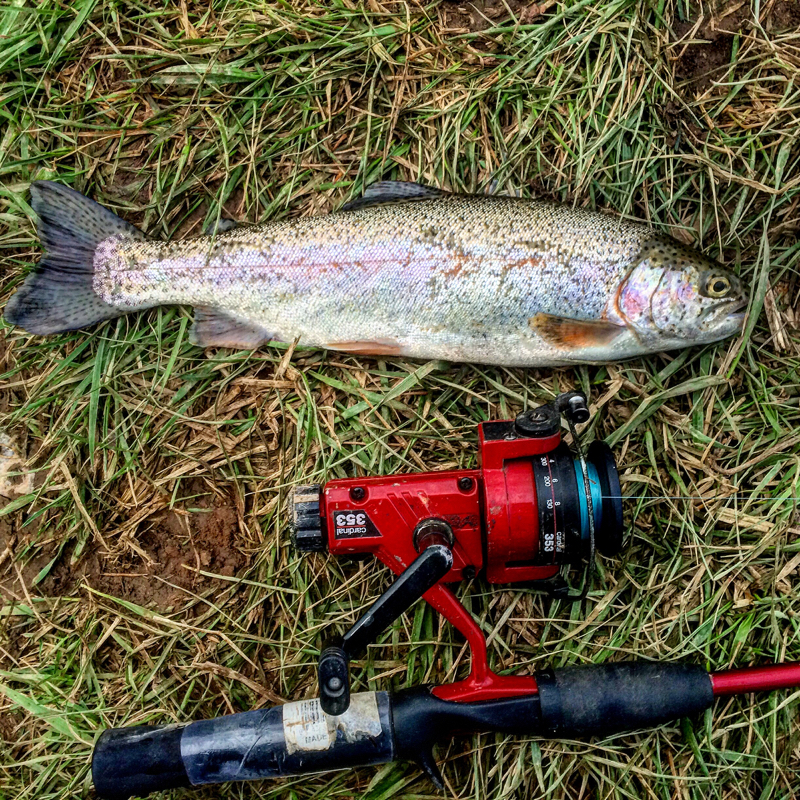 Caught a Rainbow Trout on Hammer Creek using a PowerBait