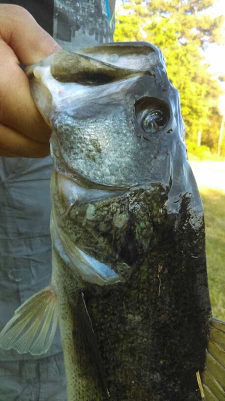 A photo of Lloyd Chavis's catch
