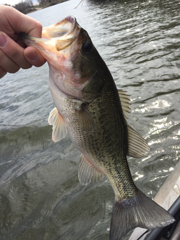 A photo of Ryan Foreman's catch