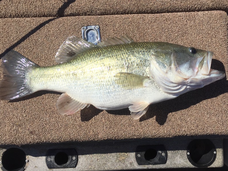 A photo of Dillon Hazelwood's catch