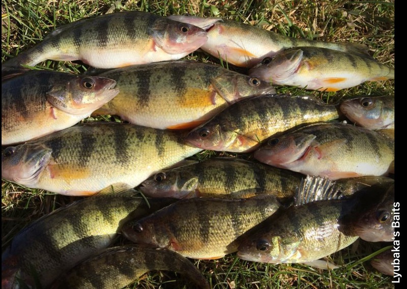 A photo of LyubakaVideo BulgarianAlien's catch