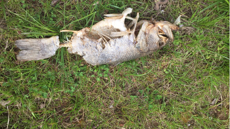 A photo of Nick Janflone's catch