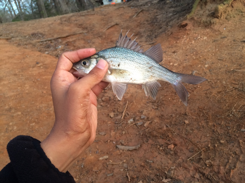 A photo of Mr. Fishing Man's catch