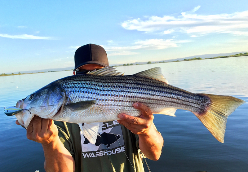 A photo of Deltafishing .'s catch