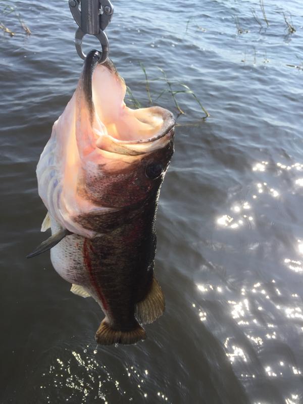 A photo of Lenny Borchers's catch