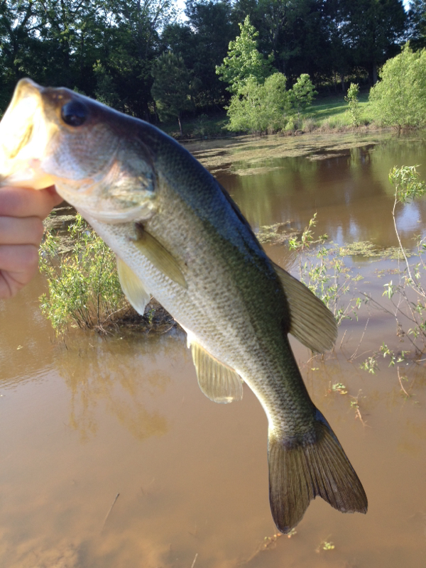 A photo of Lawrence Johnson's catch