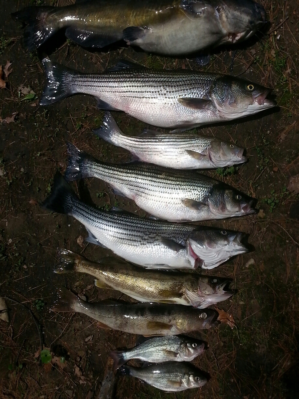 Caught a Striped Bass walleye and a cat on Beltzville Lake
